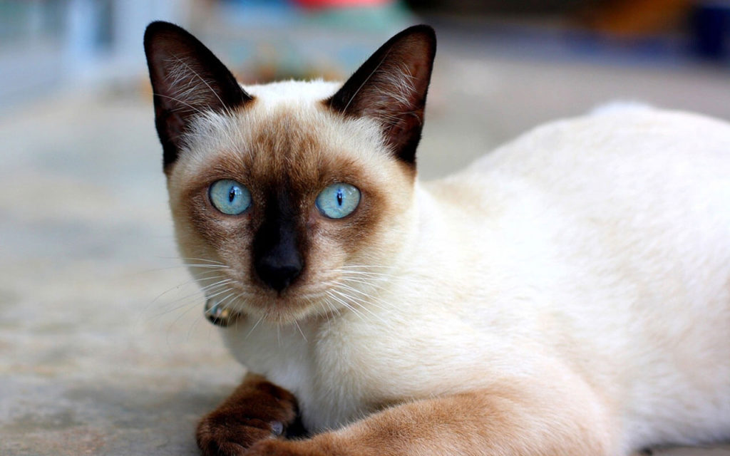 Миру стало известно о сиамских кошках лишь тогда, когда правитель Сиама разослал их в другие страны в качестве подарка