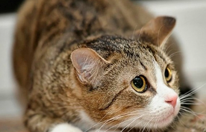 Многие коты теряют аппетит, если сталкиваются с яркими отрицательными переживаниями
