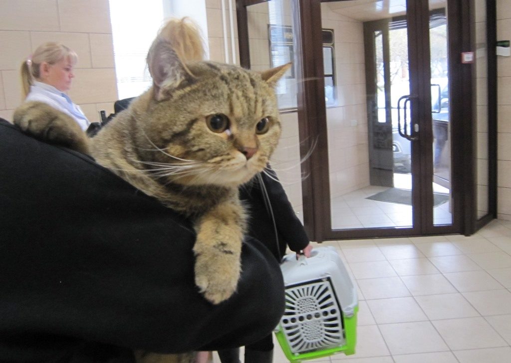 Как провести кошку в поезде по россии