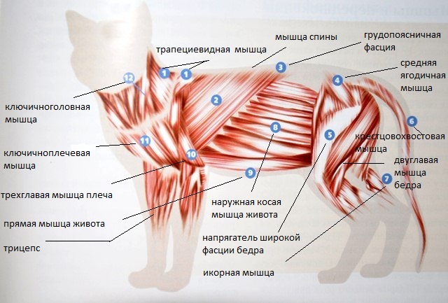 Мышечный скелет кошки