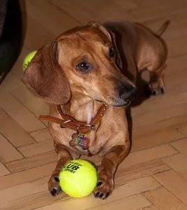 Мячик - великолепная игрушка для щенка таксы
