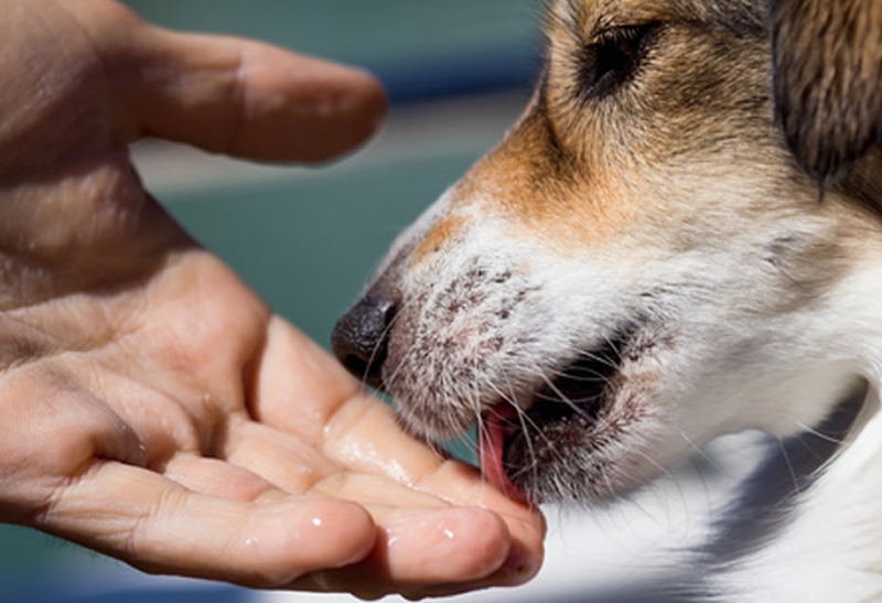 На руках и лице могли остаться «чужие» запахи, которые собака старается ликвидировать
