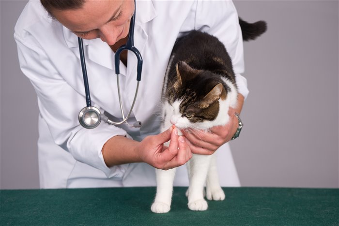 Назначить необходимое и правильное лечение может только ветеринар