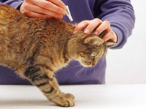 Нанесение препарата на холку кота