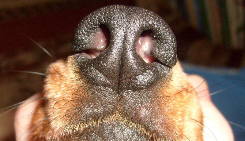 Насморк у собаки может стать причиной похрюкивания