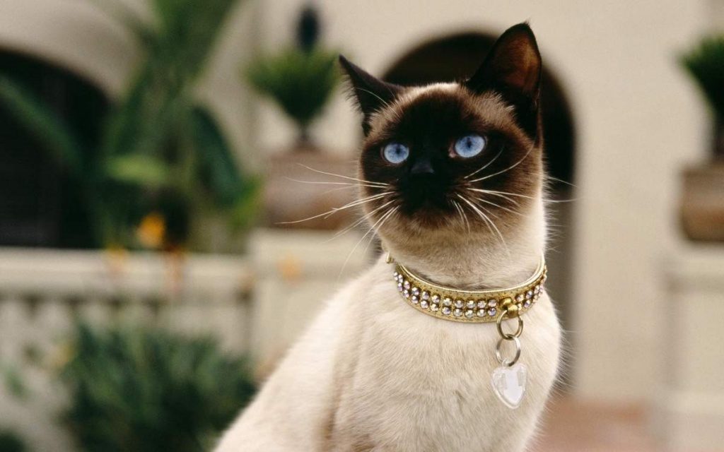 Начало современным выставкам сиамских кошек положила Королева Виктория