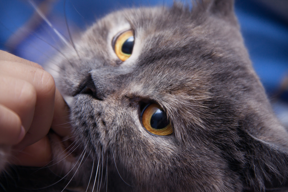 Не засовывайте коту в рот желанные для вас продукты - такая стратегия приведет лишь к ссорам с питомцем