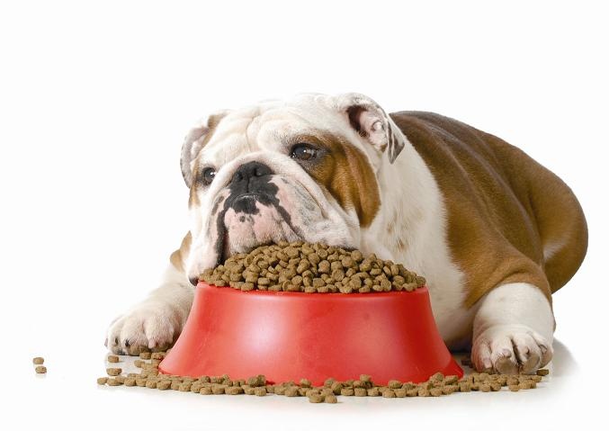 Некоторые собаки могут есть из-за скуки или депрессии