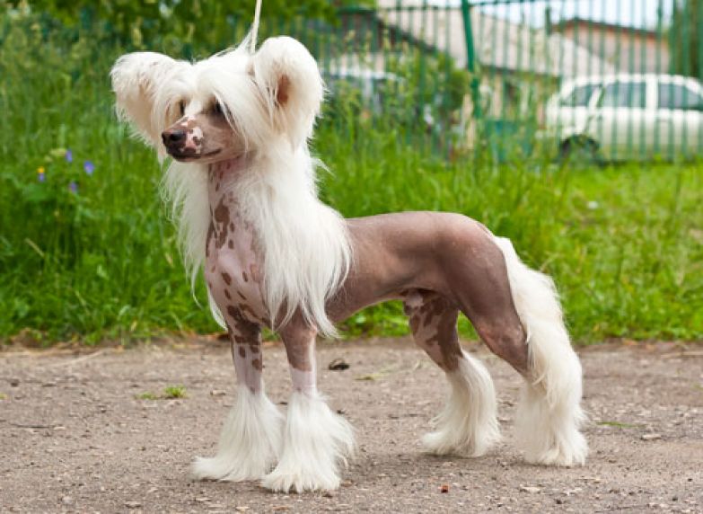 Некоторые участки тела собаки кажутся голыми, однако в действительности они покрыты очень тонкой шерстью