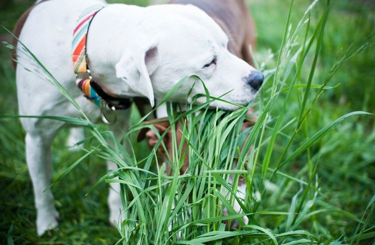 Необходимо тщательно следить за тем, какую траву употребляет собака