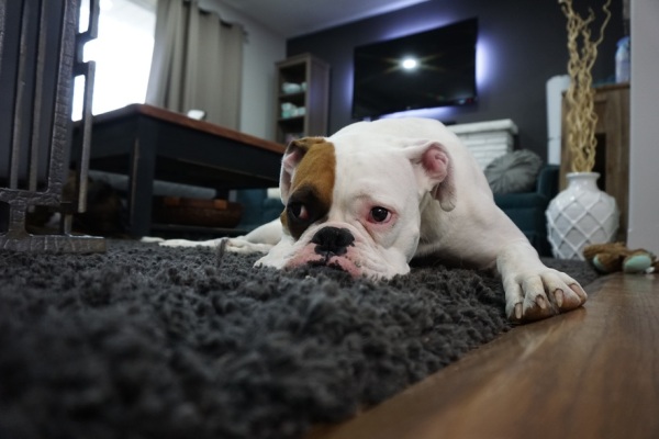 Несмотря на комфортные условия проживания, в квартирах собаки подчас обречены на одиночество