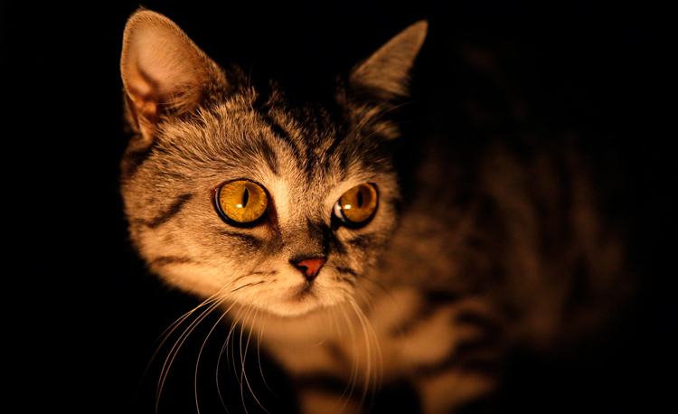 Несмотря на то, что коты заточены под ночной образ жизни, их биологические часы могут сдвигаться