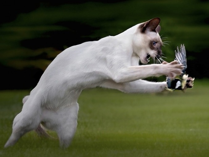 Несмотря на то, что лучше всего кошки видят движущиеся по полу объекты, они могут поймать и птицу на лету