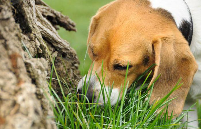 Неустойчивая психика собаки может влиять на ее поведение, вследствие чего собака может начать есть землю