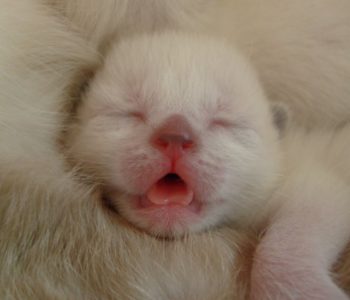 Новорожденные вислоухие котята