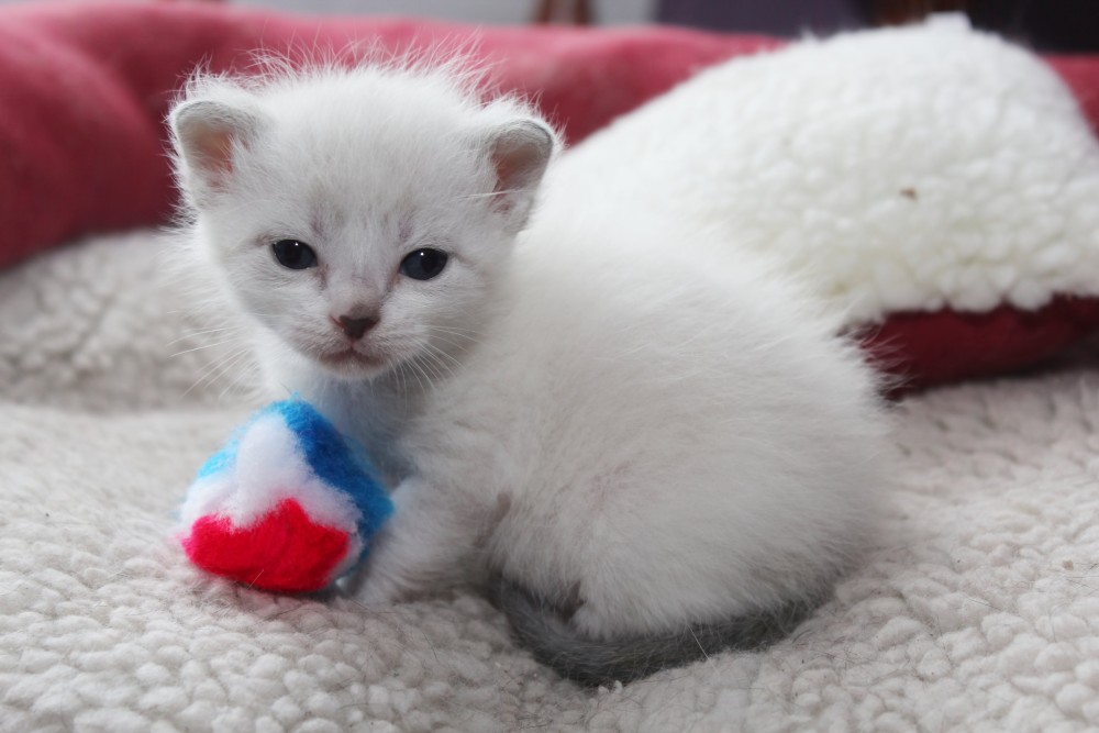 Новорожденные сиамские котята не имеют темных пятен и обрастают ими по мере взросления