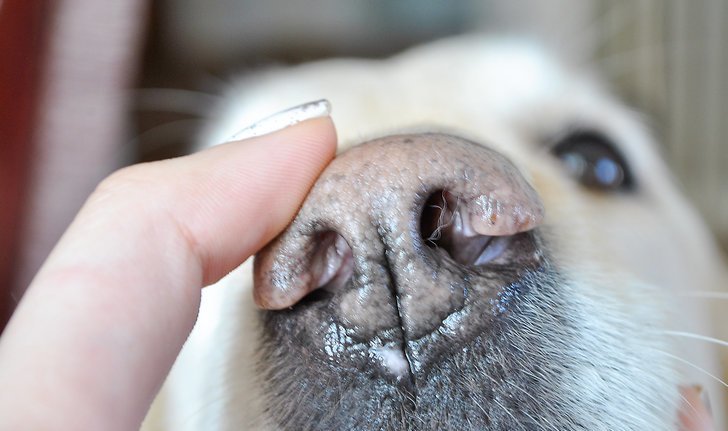 Нос - одно из самых чувствительных мест на теле собаки