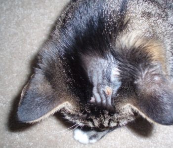 Облысение у кошек: причины лечение