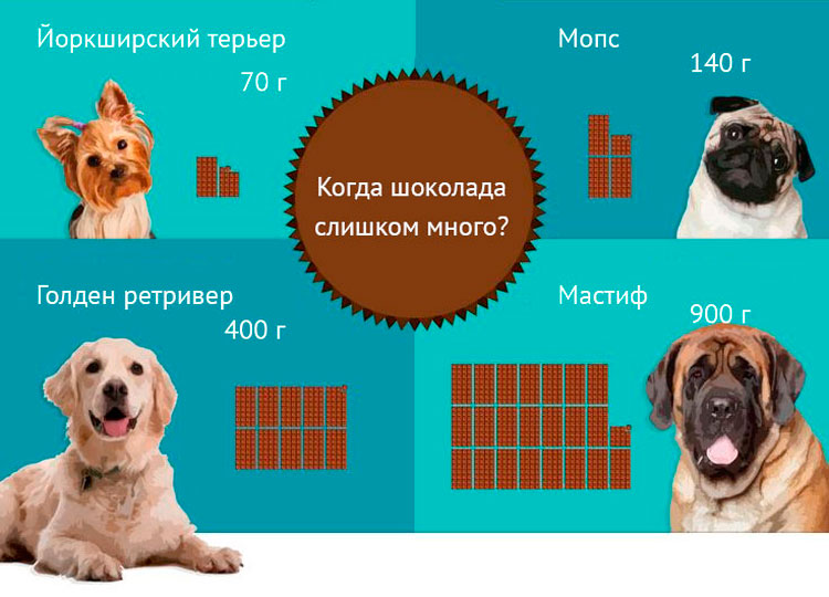Опасная доза шоколада для собак