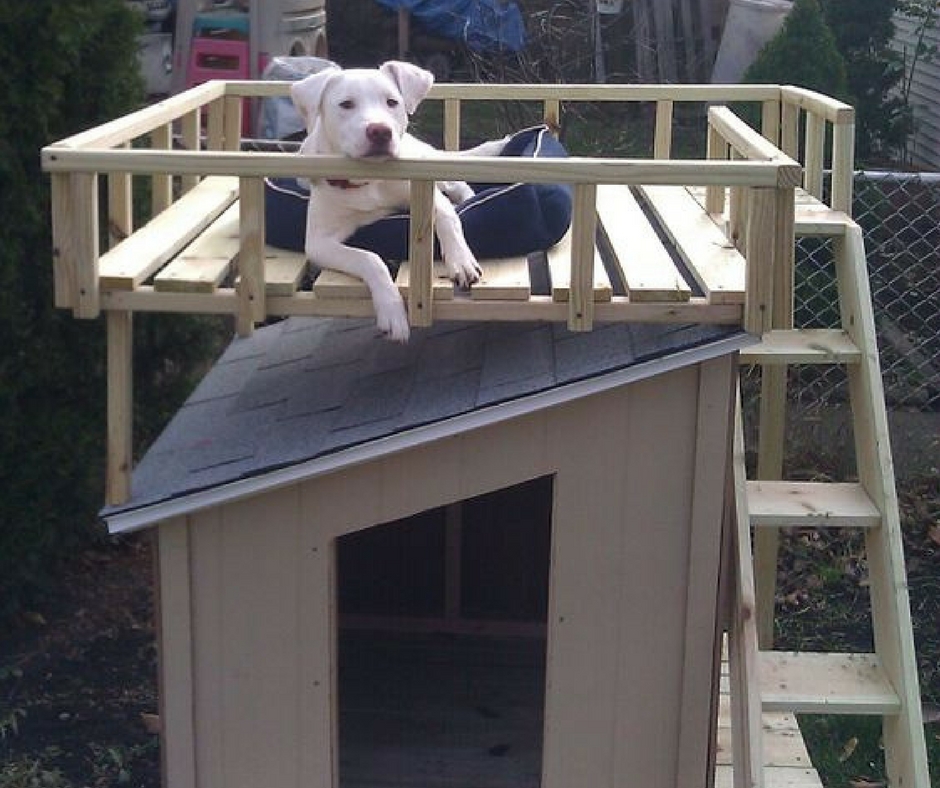 Особо оригинальные хозяева создают для своих собак настоящие двухэтажные "квартиры" с лестницей и зоной для отдыха на солнце