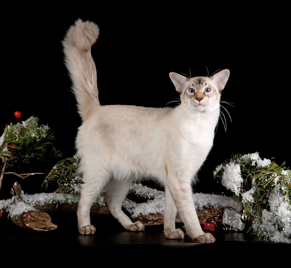 Первую балинезийскую кошку в России увидели только в конце двадцатого века