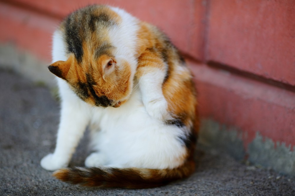 Перед родами кошки интенсивно вылизывают себе живот