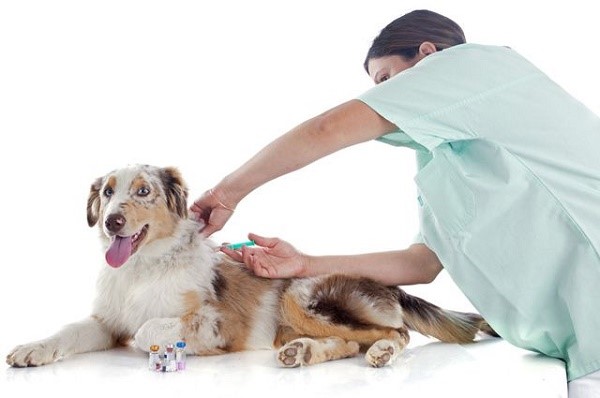 Перед тем, как поставить собаке очередную вакцину, в обязательном порядке проведите ее обработку от паразитов