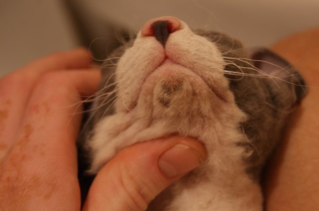 Перед тем, как смазать нос коту, зафиксируйте его голову