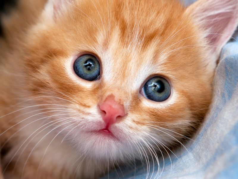 По мере взросления, у большинства котов синий цвет глаз меняется на другой, но есть и исключения