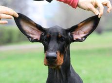 По мнению многих бридеров, висячие уши уродуют добермана