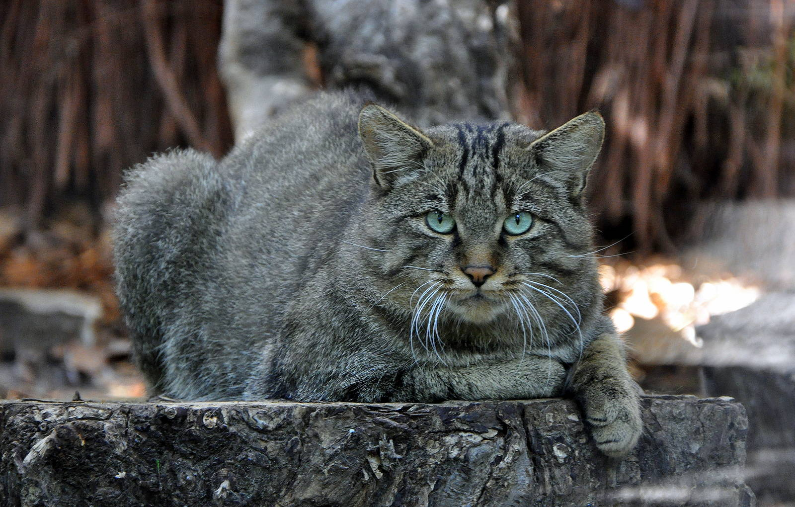 По научным данным нынешние кошки произошли от лесных котов