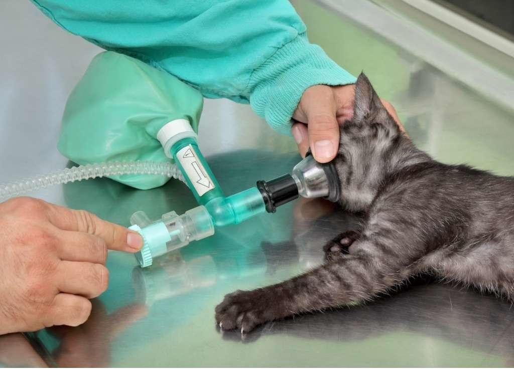 Подача кислорода кошке через специальную маску
