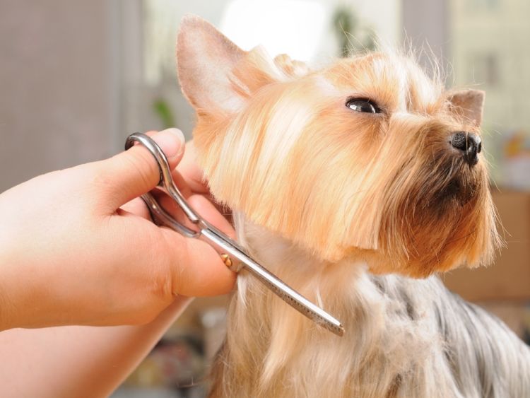 Подбирать прическу стоит исходя не только из моды, но и из типа волос собаки