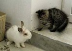 Подросший котёнок и крольчонок