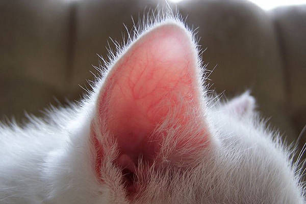 Покраснение ушей бывает признаком как обморожения, так и воспалительных процессов
