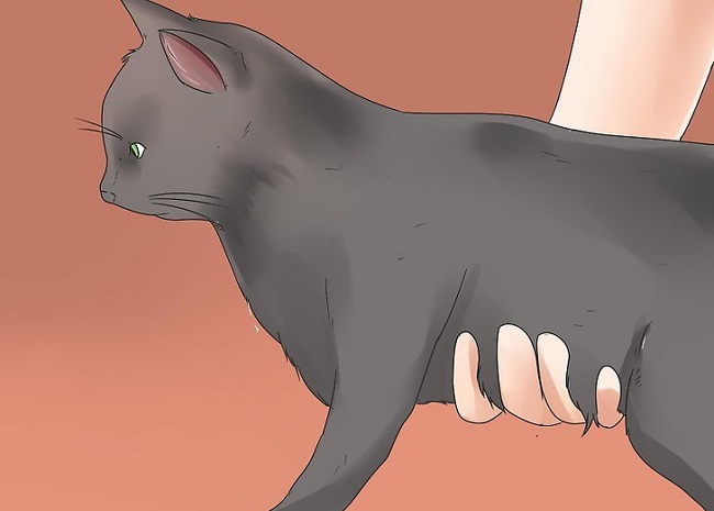 Положение рук при подъеме взрослого кота
