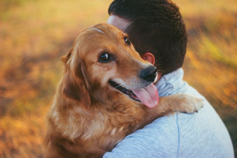 Помните: главное чувство, которое побуждает собаку к напрыгиванию на хозяина - любовь к нему