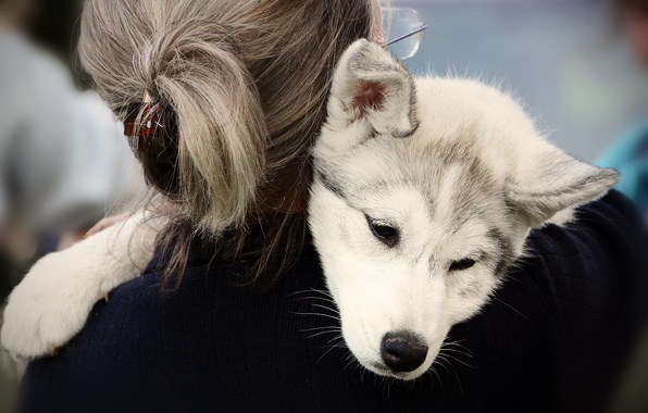 Помочь двум собакам найти общий язык может лишь мудрый хозяин