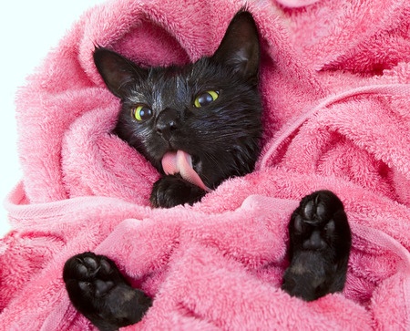 После купания заворачиваем кошку в полотенце