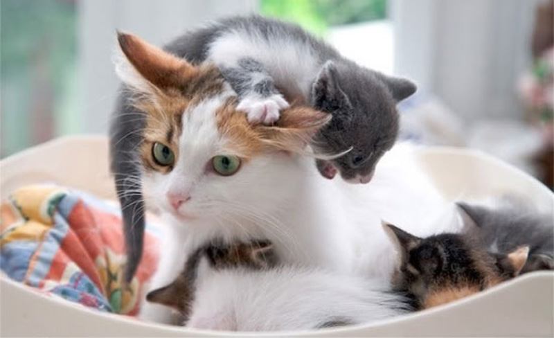 После родов кошка выходит на «охоту» через 5–6 месяцев