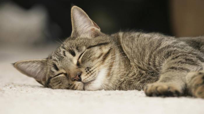 После сна некоторые коты облизывают носы, чтобы привести их в порядок
