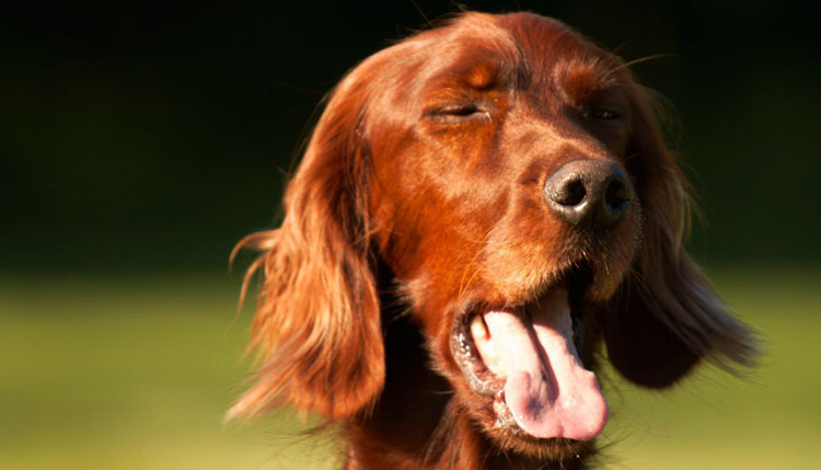 Посторонний предмет из носа собаки можно самостоятельно извлекать, только если он находится недалеко