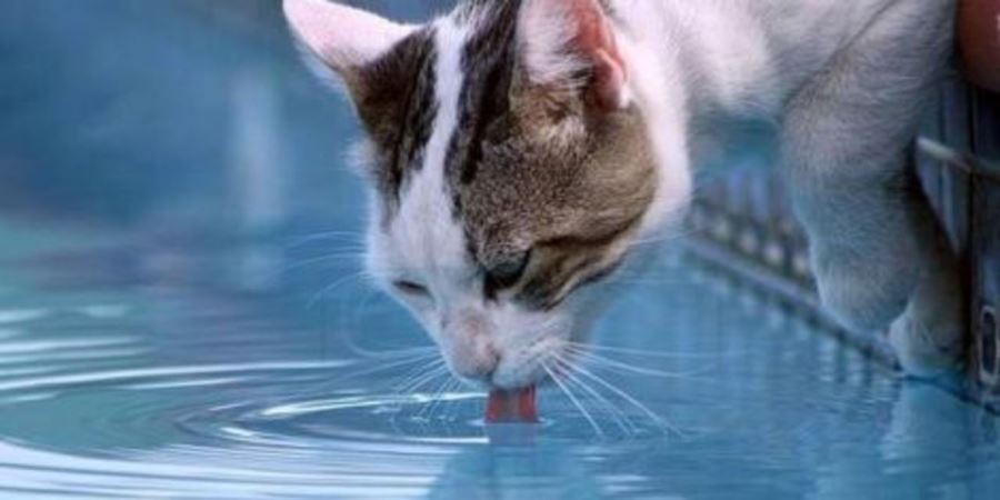 Постоянная жажда у кошки сопровождает сахарный диабет