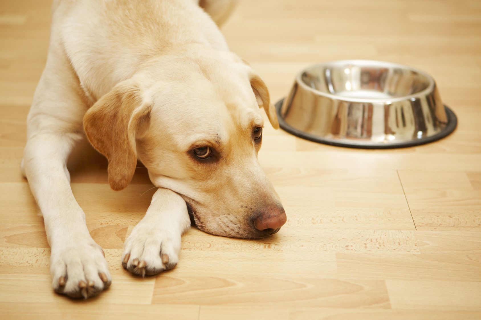 Потеря аппетита – тревожный симптом, при котором рекомендуется измерить собаке температуру