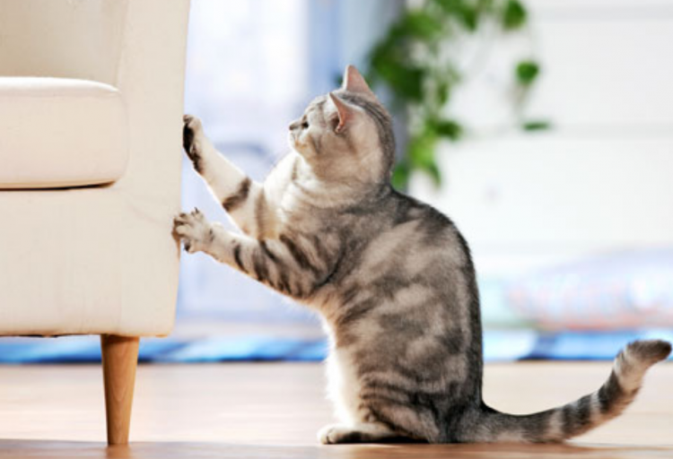Потребность котов оставить свой "автограф" на мебели объясняется природными инстинктами