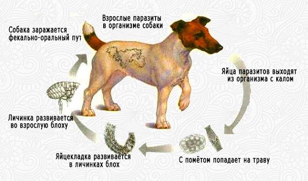 Взрослые паразиты в организме собаки