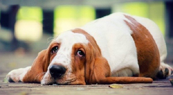 Почему повышена щелочная фосфатаза в крови у собаки?