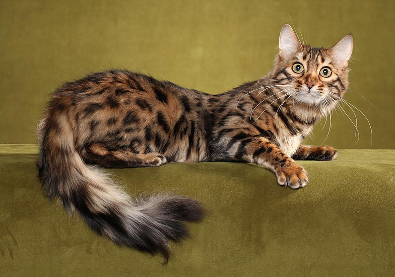 Предком бенгальской кошки является настоящий дикий леопард