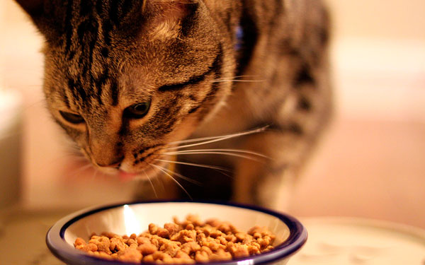 Предположение, однако, не объясняет, зачем коту эта добавочная информация о пище