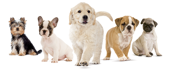 Прежде, чем выбирать алиментного щенка, изучите требования к породе, представителем которой он является